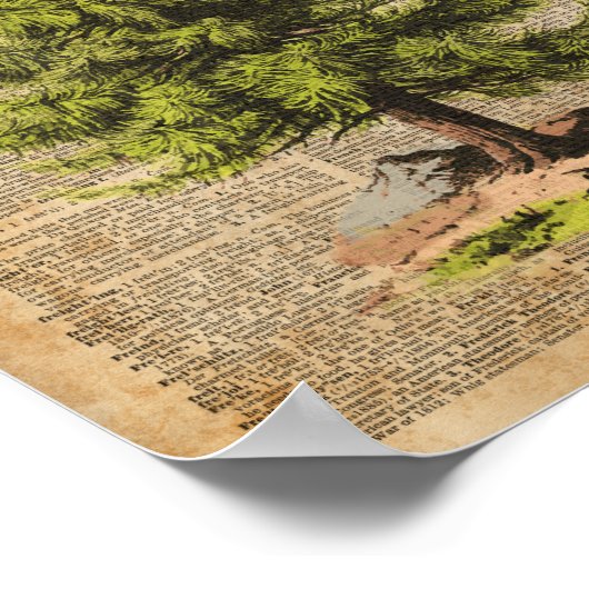 Kiefer, Zedernbaum, Weihnachtsbaumwörterbuch Kunst Poster (Ecke)