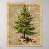 Kiefer, Zedernbaum, Weihnachtsbaumwörterbuch Kunst Poster (Vorne)