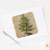 Kiefer, Zedernbaum, Weihnachtsbaumwörterbuch Kunst Quadratischer Aufkleber (Umschlag)
