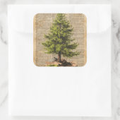 Kiefer, Zedernbaum, Weihnachtsbaumwörterbuch Kunst Quadratischer Aufkleber (Tasche)