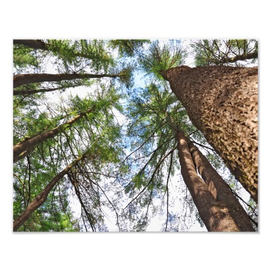 Kiefern in den Himmel Fotodruck (Vorne)