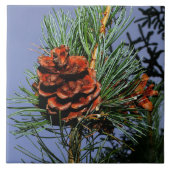 Kiefern-Kegel auf Kiefern-Niederlassung Fliese (Vorderseite)