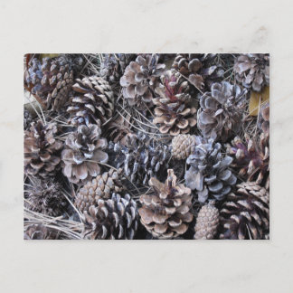 Kiefern-Kegel-Blumenstrauß Postkarte