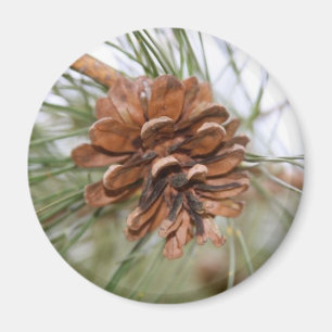 Kiefern-Kegel Magnet