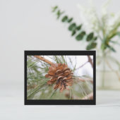 Kiefern-Kegel Postkarte (Stehend Vorderseite)