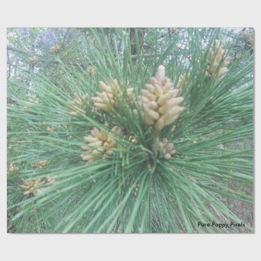 Kiefern-Nadel-Packpapier Geschenkpapier (Flach)