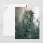 Kiefern Postkarte (Vorne/Hinten)