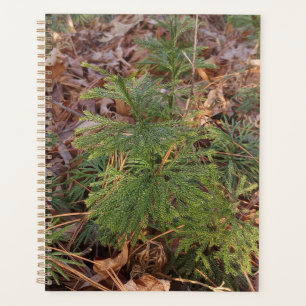 Kiefern-Sämling-Spiral-Planer Planer