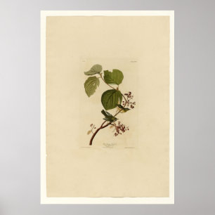 Kiefern-Sumpf-Trällerer Poster