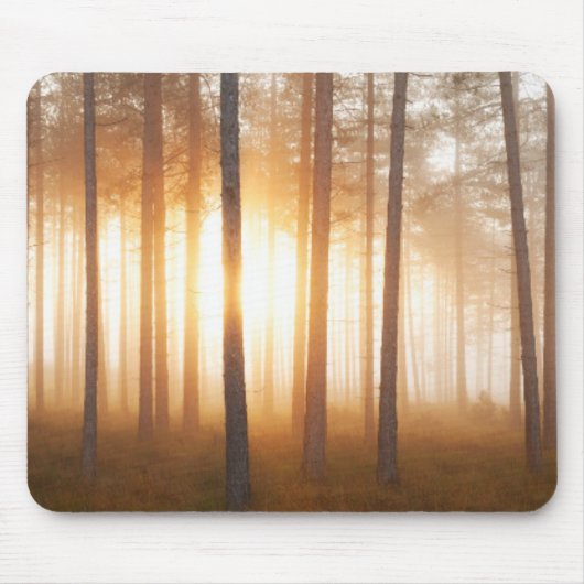 Kiefern-Waldlandschaft Mousepad (Vorne)