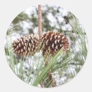 Kiefernaufkleber Runder Aufkleber