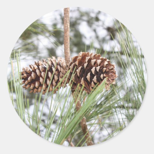 Kiefernaufkleber Runder Aufkleber (Vorderseite)