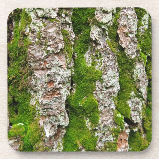Kiefernbauch mit Moos Getränkeuntersetzer (Vorderseite)
