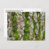 Kiefernbauch mit Moos Postkarte (Vorne/Hinten)