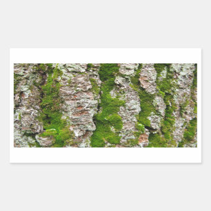 Kiefernbauch mit Moos Rechteckiger Aufkleber