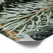 Kiefernbaum Poster (Ecke)