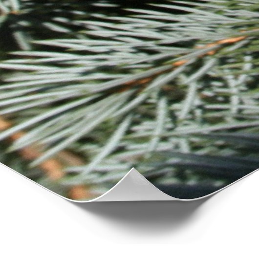 Kiefernbaum Poster (Ecke)