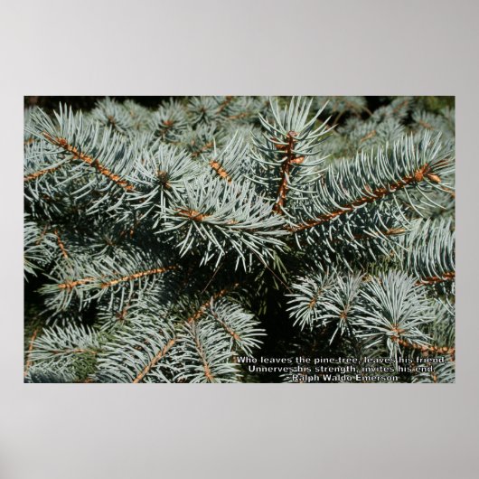 Kiefernbaum Poster (Vorne)