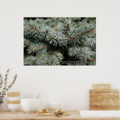 Kiefernbaum Poster (Küche)