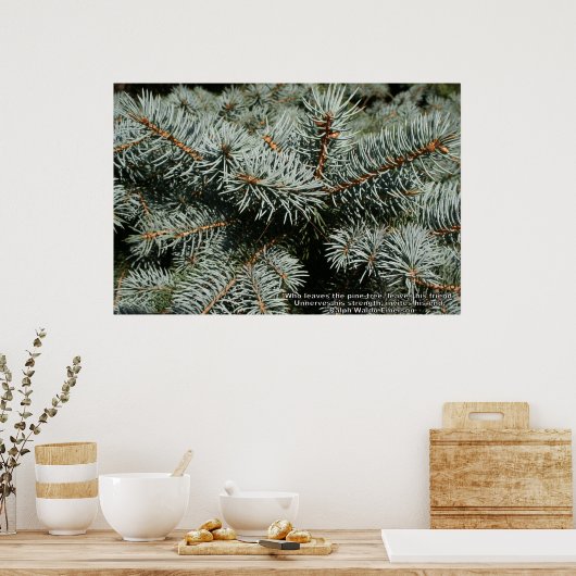 Kiefernbaum Poster (Küche)