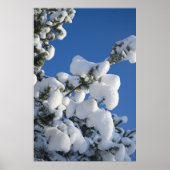 Kiefernbaum Poster (Vorne)