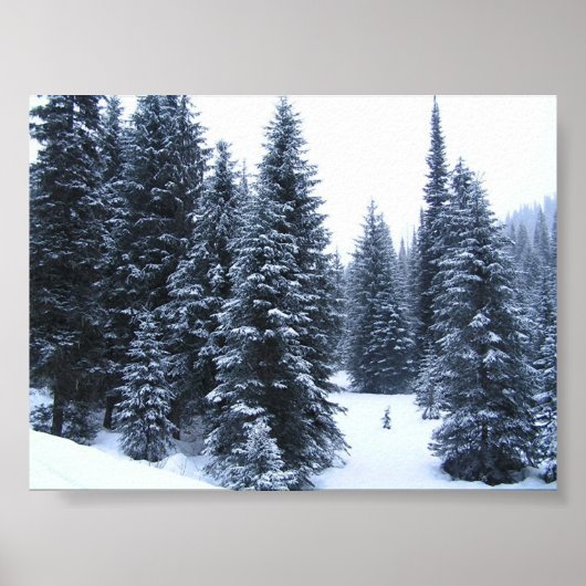 Kiefernbäume im Winter Poster (Vorne)
