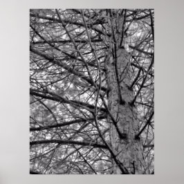 Kiefernbäume in Schwarz und Weiß Poster
