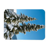 Kiefernbäume unter dem Schnee Magnet (Horizontal)