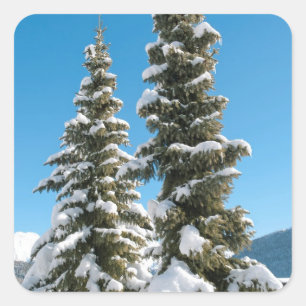 Kiefernbäume unter dem Schnee Quadratischer Aufkleber