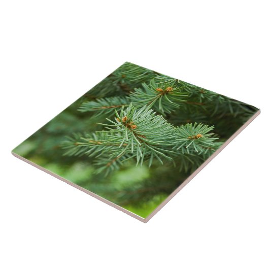 Kiefernbaumnähe Fliese (Seite)