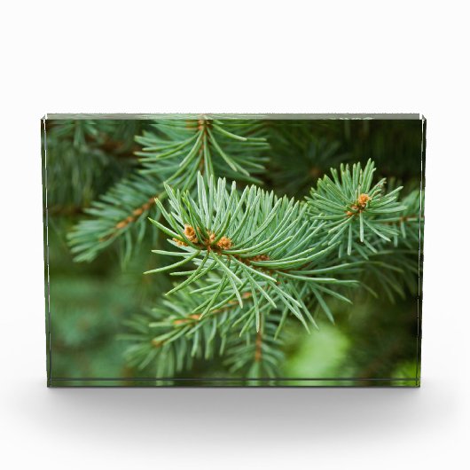Kiefernbaumnähe Fotoblock (Vorderseite)