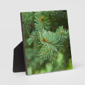 Kiefernbaumnähe Fotoplatte (Vorderseite)