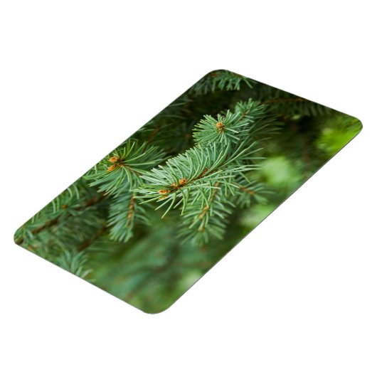 Kiefernbaumnähe Magnet (Linke Seite)