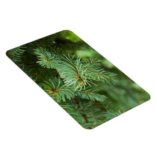 Kiefernbaumnähe Magnet (Rechte Seite)