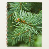 Kiefernbaumnähe Planer (Vorderseite)