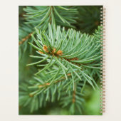 Kiefernbaumnähe Planer (Rückseite)