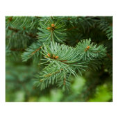 Kiefernbaumnähe Poster (Vorderseite)