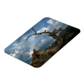 Kiefernfisch, Zackenbarsch, Zerrer des Mondes Magnet (Linke Seite)