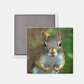Kiefernhörnchen (Nüsse Got) Magnet (Vorderseite/Rückseite)