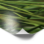 Kiefernkiefer Nah Fotodruck (Ecke)