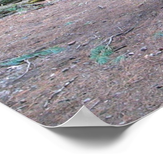 Kiefernkiefern Poster (Ecke)