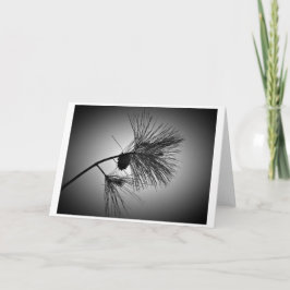 Kiefernkone auf Zweig - Noir, Karte