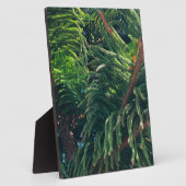 Kiefernkonifer Fotoplatte (Seite)