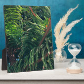 Kiefernkonifer Fotoplatte (Seite)