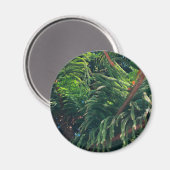 Kiefernkonifer Magnet (Vorderseite/Rückseite)