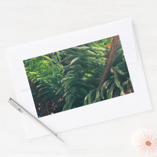 Kiefernkonifer Rechteckiger Aufkleber (Umschlag)