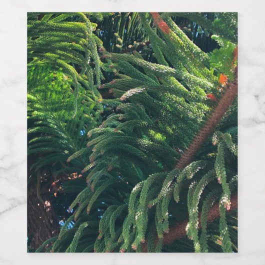 Kiefernkonifer Weinetikett (Einzelnes Label)