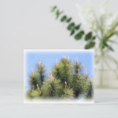 Kiefernkreuz Postkarte (Stehend Vorderseite)