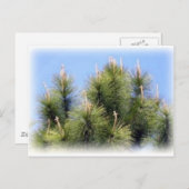 Kiefernkreuz Postkarte (Vorne/Hinten)