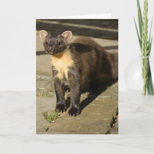 Kiefernmehlkarte Karte (Vorderseite)